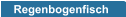 Regenbogenfisch